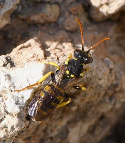 Nomada succincta
